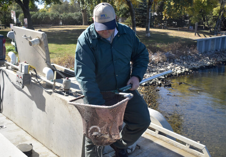 MN DNR stocks local lakes with fish News Sports Jobs Fairmont